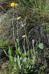 Helichrysum drakensbergense