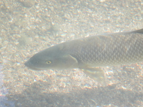 Iberian Barbel