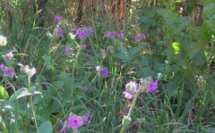 Mirabilis oxybaphoides