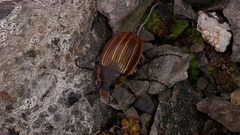 Stethaspis simmondsi