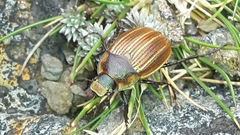 Stethaspis simmondsi