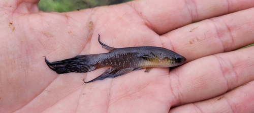Featherfin panchax (Pterolebias longipinnis) — Rivulidae — 5