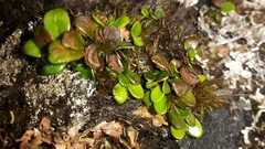 Notogrammitis crassior