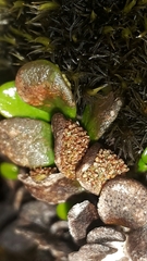 Notogrammitis crassior