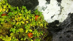 Coprosma perpusilla perpusilla