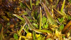 Astelia linearis