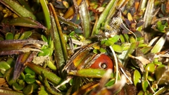 Astelia linearis
