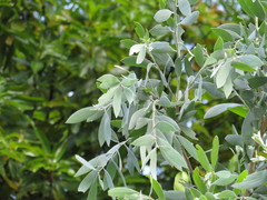 Melaleuca dealbata