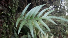 Microsorum novae-zealandiae