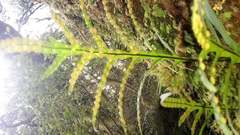 Microsorum novae-zealandiae