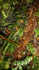 Microsorum novae-zealandiae