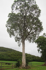 Melaleuca dealbata