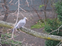 Columba palumbus