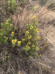 Oedera uniflora