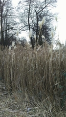 Miscanthus floridulus