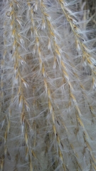 Miscanthus floridulus