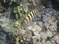 Abudefduf septemfasciatus