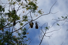 Pteropus niger