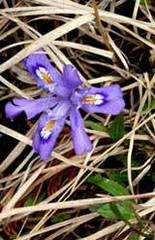 Iris lacustris