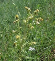 Cirsium parryi
