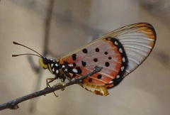 Acraea neobule