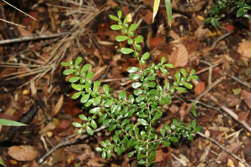Boxleaf azara (Azara microphylla)