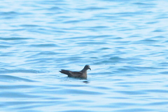 Hydrobates monorhis