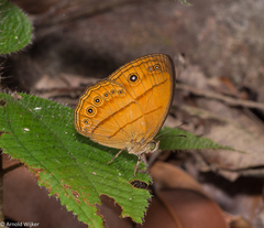 Mycalesis patiana