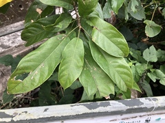 Sterculia lanceolata