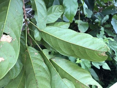 Sterculia lanceolata