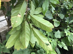Sterculia lanceolata