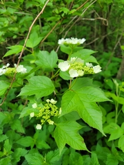 Viburnum trilobum image