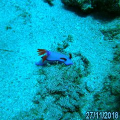 Hypselodoris brycei