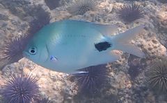Abudefduf sparoides