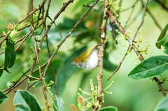 Orthotomus atrogularis