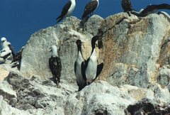 Leucocarbo bougainvillii