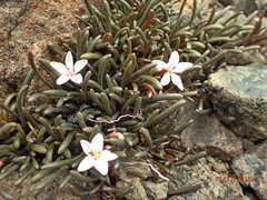 Montia sessiliflora
