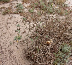 Pelargonium gibbosum