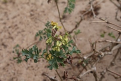 Pelargonium gibbosum