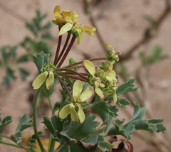 Pelargonium gibbosum