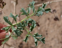 Pelargonium gibbosum