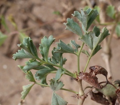 Pelargonium gibbosum