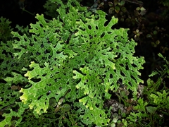 Pseudocyphellaria faveolata image