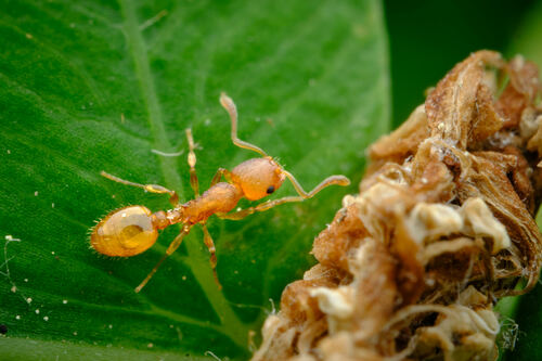 疑切胸蚁Temnothorax ambiguus