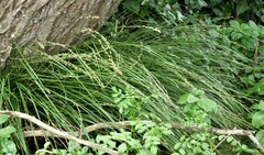 Carex virgata