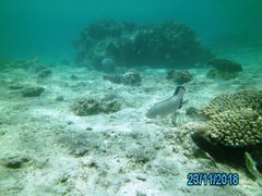 Surf Parrotfish