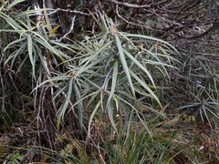 Olearia lacunosa