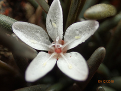 Montia sessiliflora