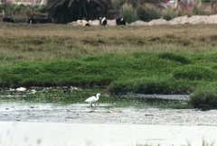 Egretta thula