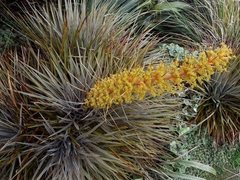 Aciphylla colensoi